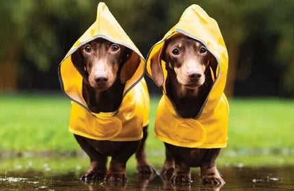 Calendario 2025 Pared 12M - Puppy Love